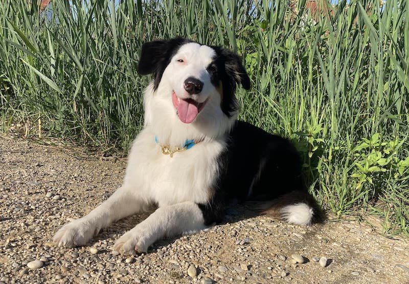 Basics Hundeschule Fiffodogcus