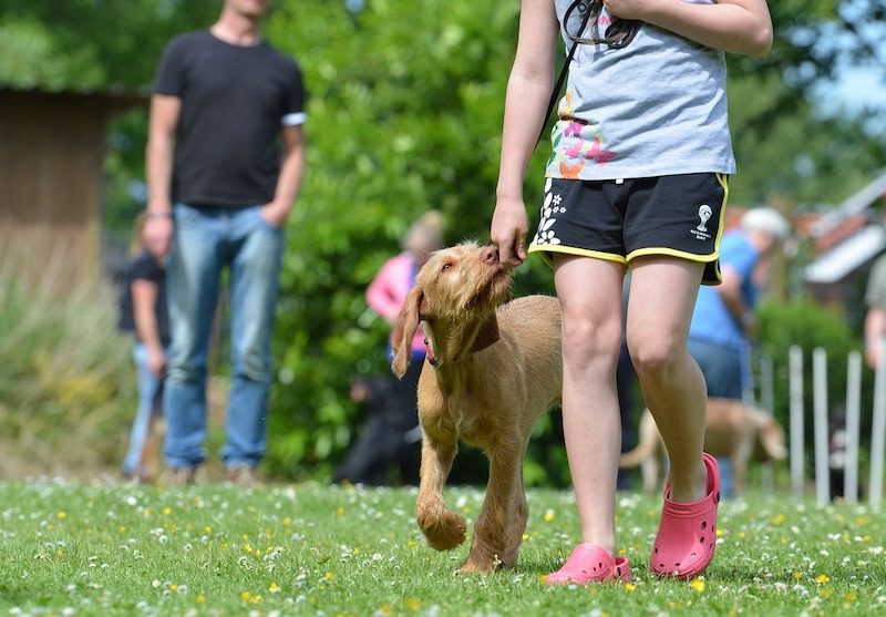 Hundeschule ohne Leine
