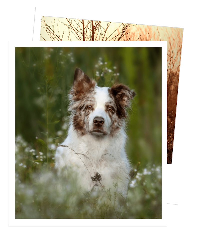 Hundeschule Dachau - Markt Indersdorf